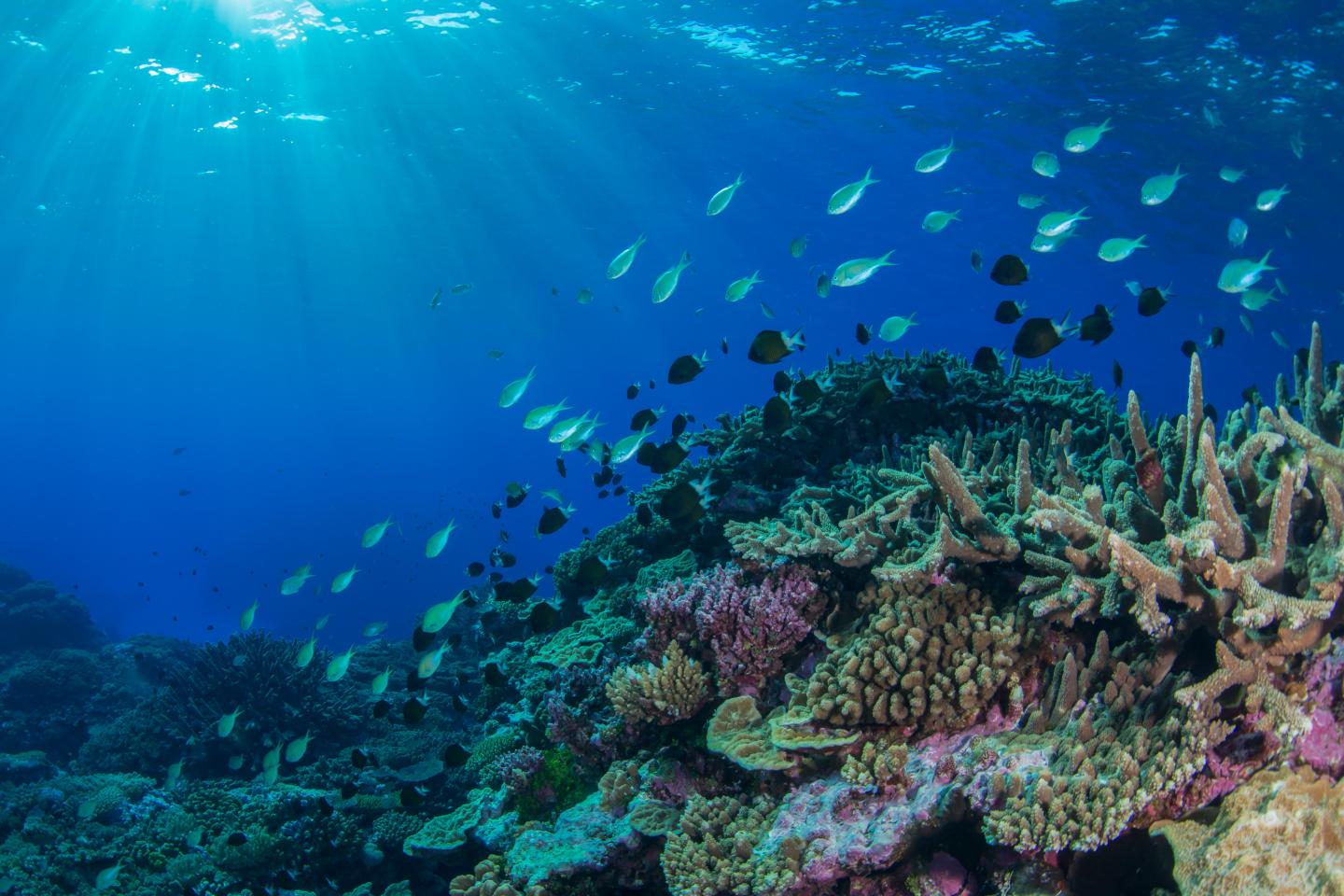 Coral Sea reef