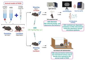 CBD restored emotional behavior and reduced addiction vulnerability in a mouse model of fetal alcohol spectrum disorder, also reversing gut microbiota alterations