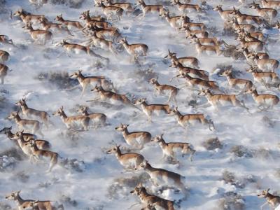 Pronghorn