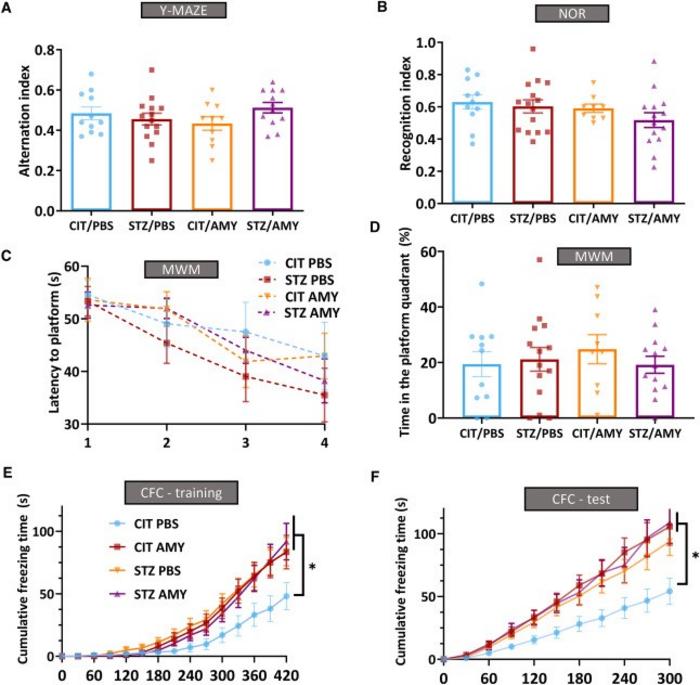 Cognitive performance of PS19 mice injected with CIT or STZ and PBS or AMY.