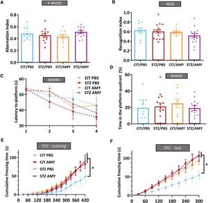 Cognitive performance of PS19 mice injected with CIT or STZ and PBS or AMY.
