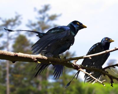 <i>Microraptor</i>'s Flashy Feathers (9 of 12)