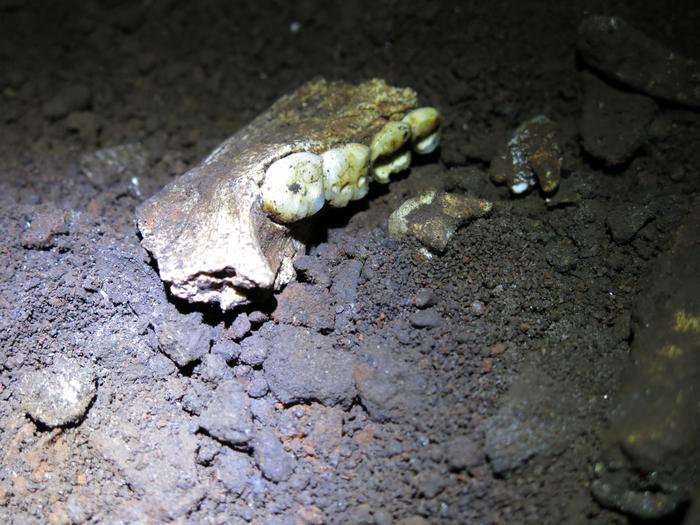 Homo naledi mandible