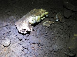 Homo naledi mandible