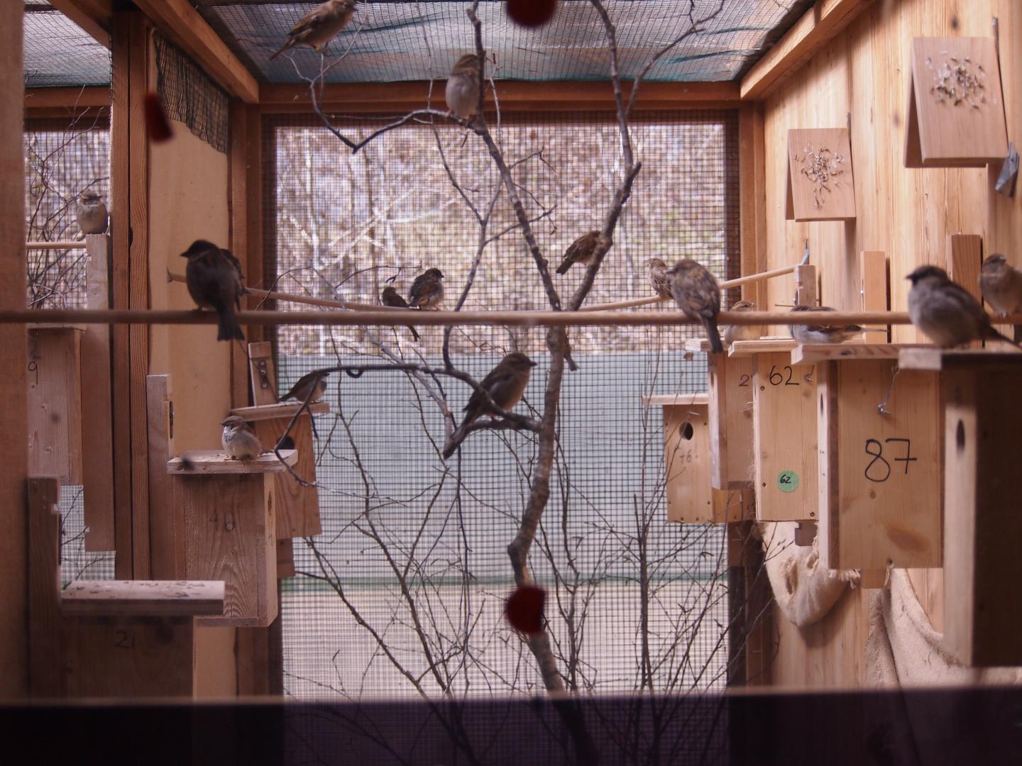 Aviary