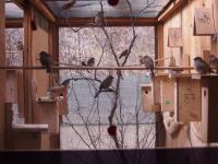 Aviary