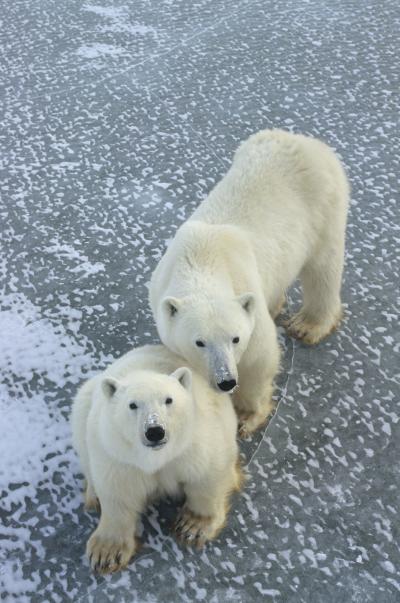 Ancestry of Polar Bears Traced to Ireland (1 of 3)