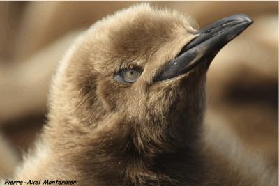 King Penguin Chick at Possession Island, Crozet Archipelago