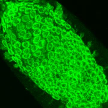 Embryo Expressing the Caspase Marker Apoliner5