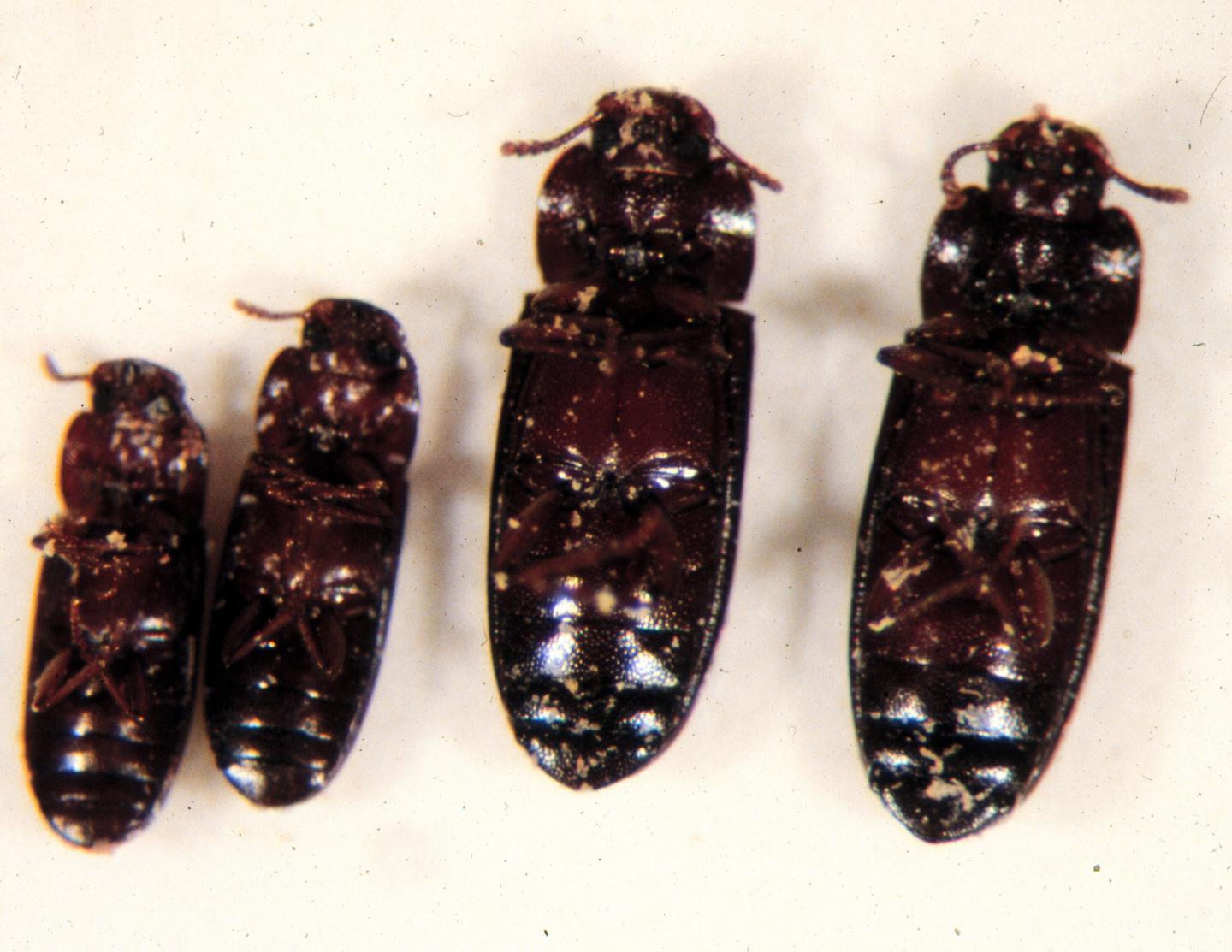 <em>Tribolium castaneum</em>