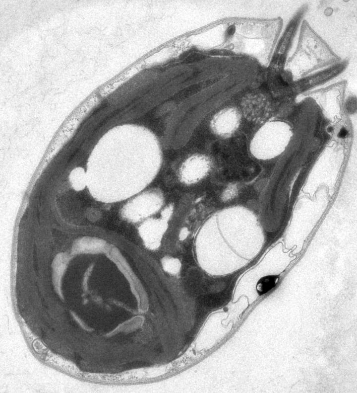 <em>Chlamydomonas reinhardtii</em>