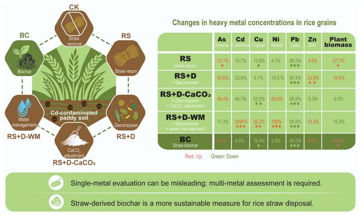 Incorporating rice straw in the form of biochar: a sustainable measure to protect humans from heavy metal exposure