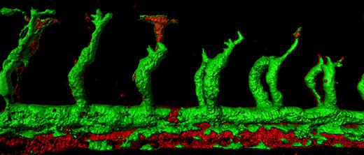 Zebrafish Embryos