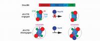 Graphical Abstract