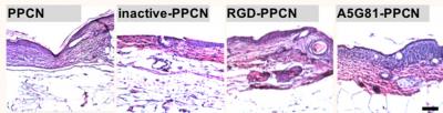 Accelerating Tissue Regeneration (1 of 2)