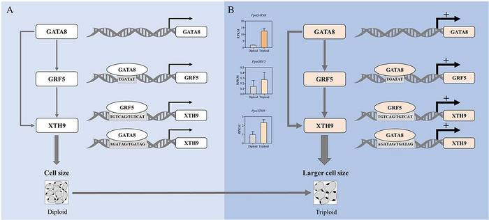 Schematic diagram of the GATA8-GRF5-XTH9 module regulating plant cell size.