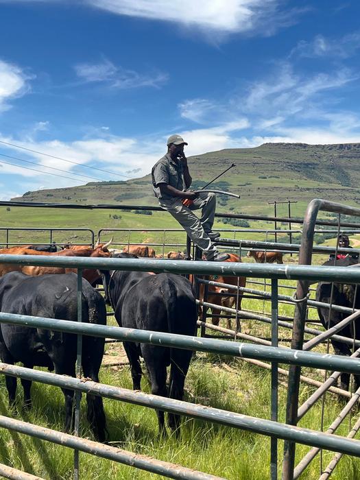 Modernised herding practice, Eastern Cape, South Africa.