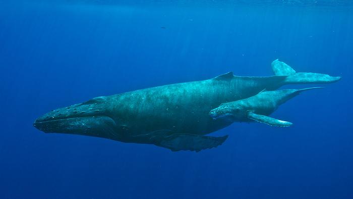 A humpback whale and calf