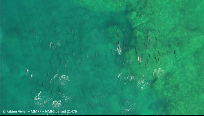 Spinner Dolphins