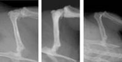 Mice Bone Study
