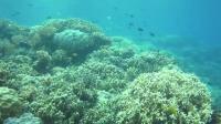 Fish From Acidic Ocean Waters Less Able to Smell Predators
