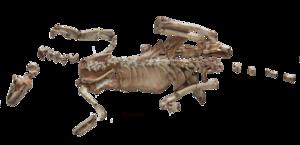 Alnashetri Bones