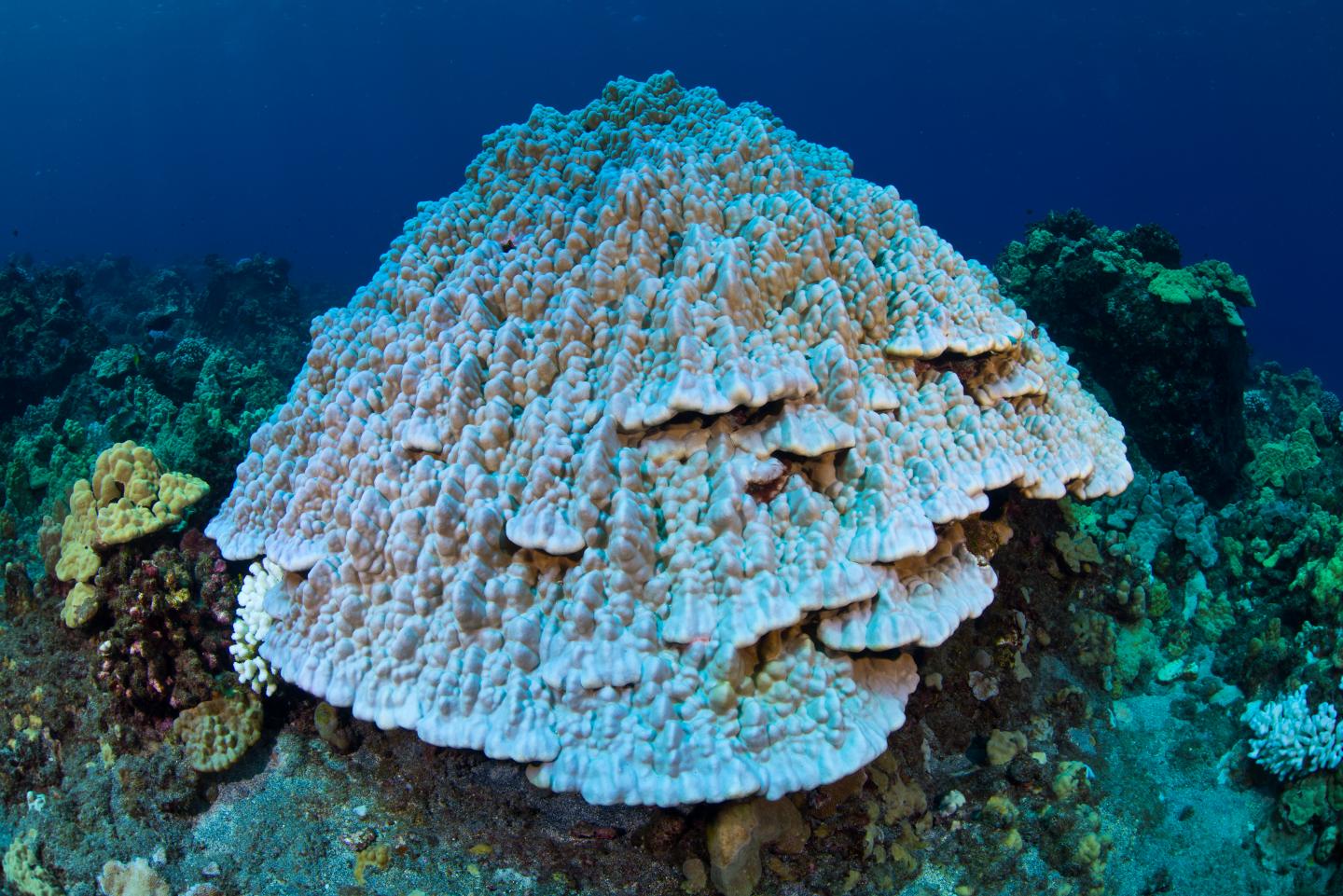 Pending Coral Reef Bleaching Event
