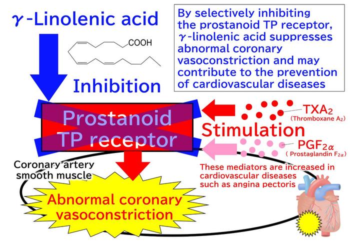 γ-linolenic acid suppresses coronary vasoconstriction