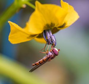 Marmalade Hoverfly