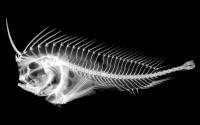 Prowfish