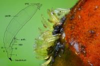 Extreme Close-Up of the Thalli