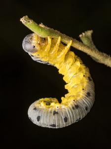 Sawfly Larvae