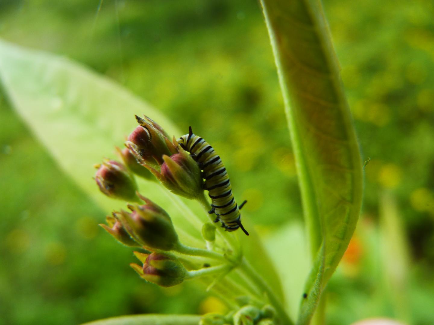 Guam Monarch