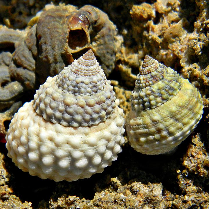 Periwinkles