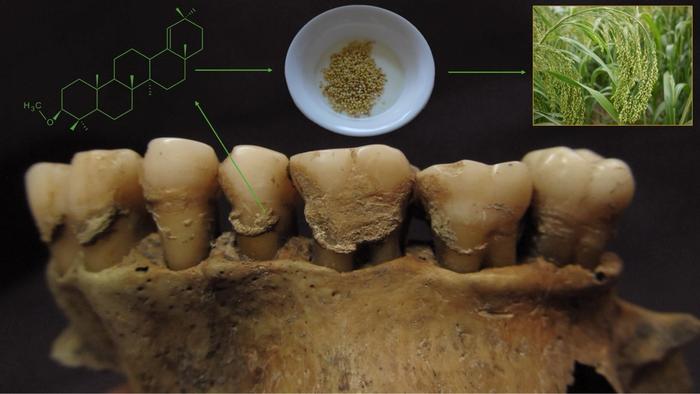 Miliacin Biomolecule in Human Dental Calculus from the Ostriv Burial