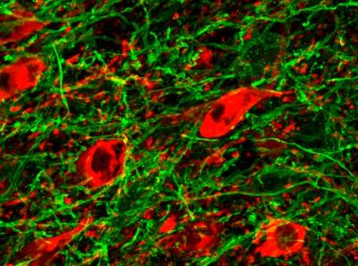 Dopamine Neurons and VTA GABA Fibers
