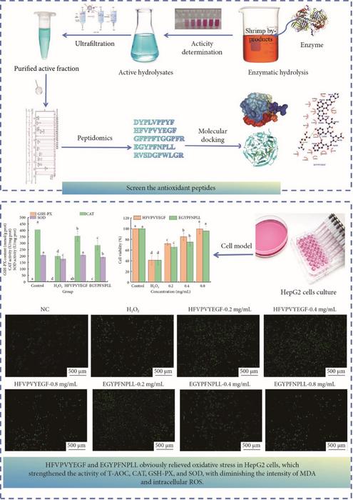 Identification of antioxidant peptides from shrimp by-products and their protective mechanisms against HepG2 cells under H₂O₂-induced oxidative stress conditions.