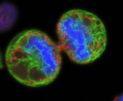 Human Cell
