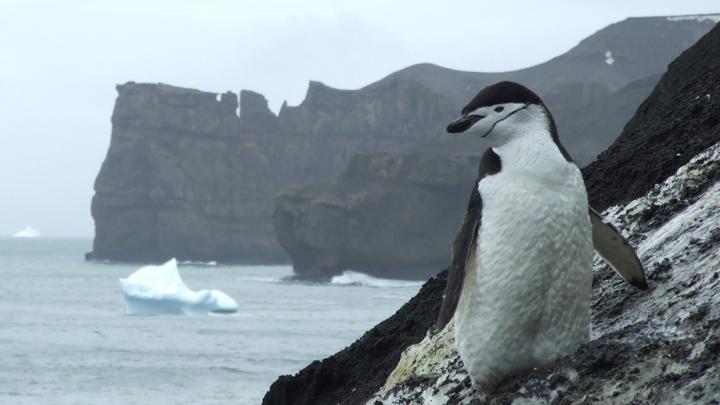 Penguin