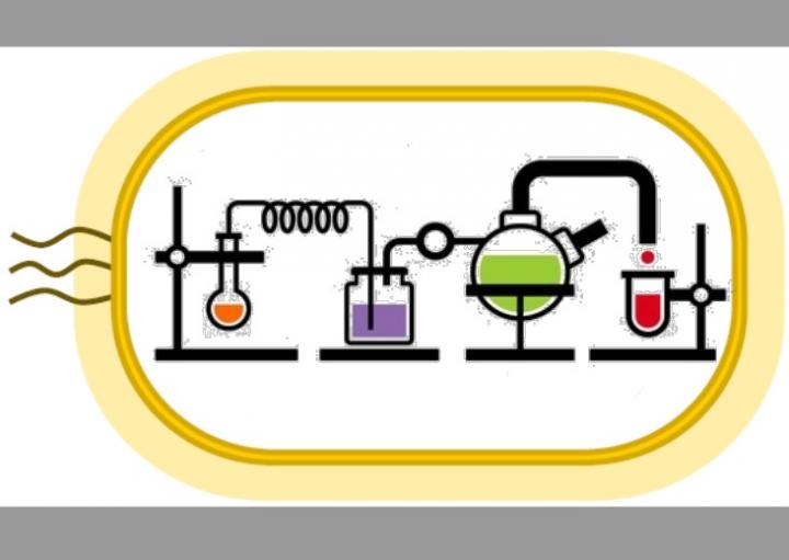 Graphical Abstract