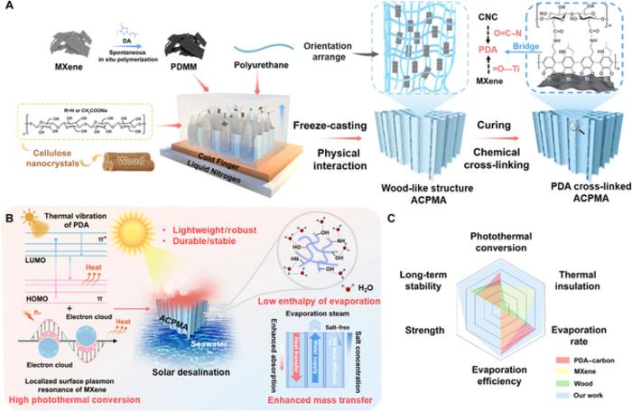 Fig. 1. Schematic of the anisotropic cellulose nanocrystal/polydopamine-modified MXene aerogel (ACPMA) evaporator fabrication protocol.