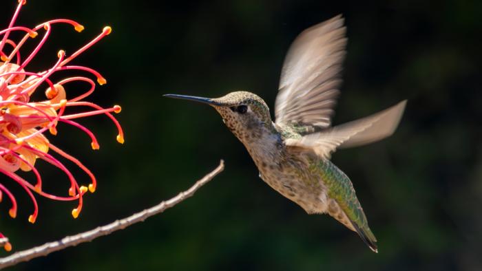 Hummingbird