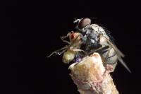 Killer fly dark