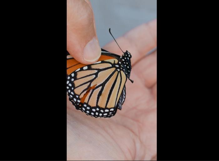 Butterfly video