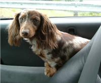 Sarah in the Car