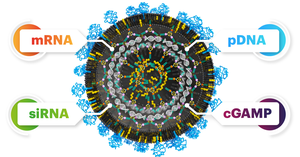 XMAN lipid nanoparticle