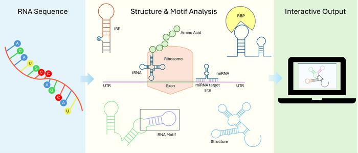 New tool decodes the structures and motifs of RNA