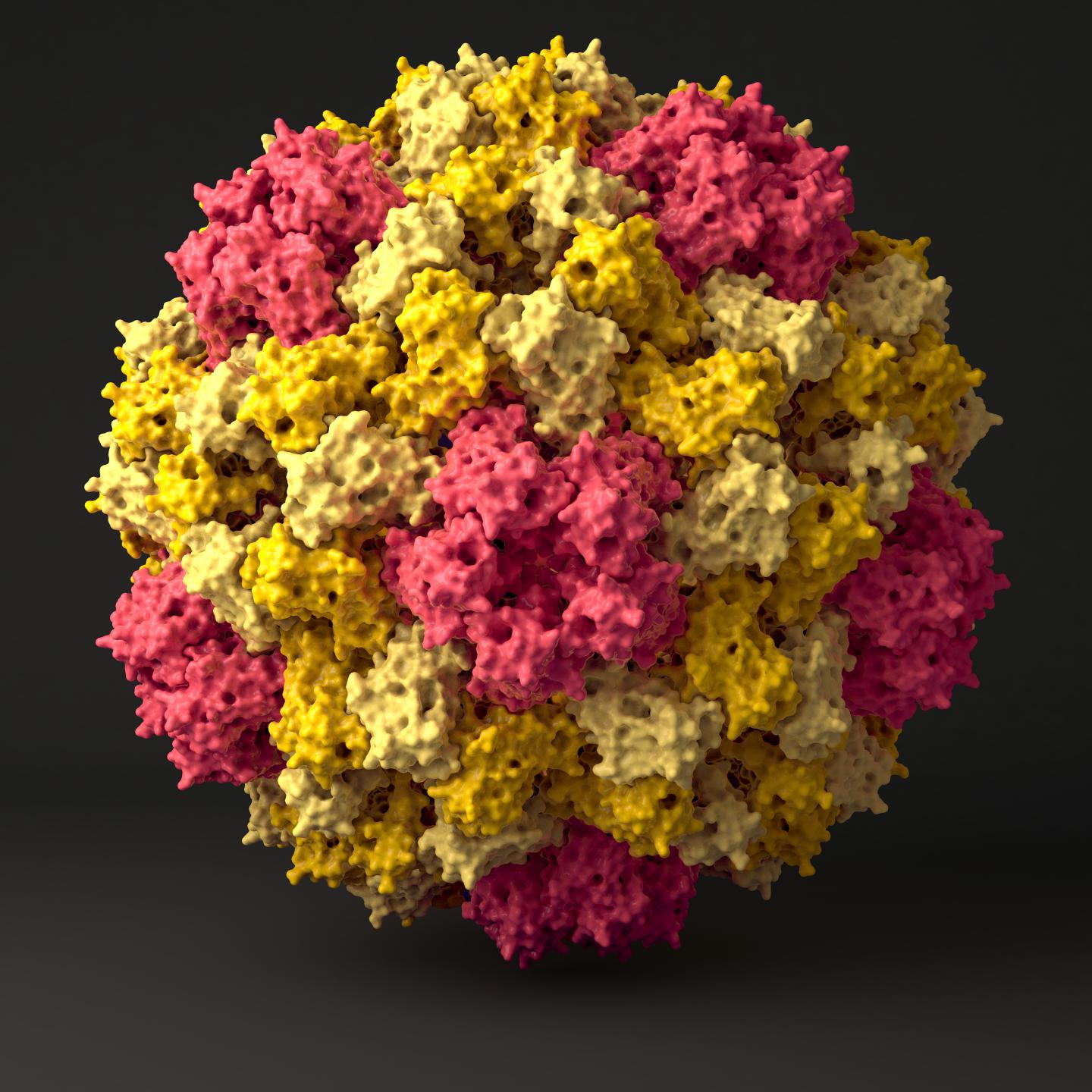 CCMV Viral Capsid