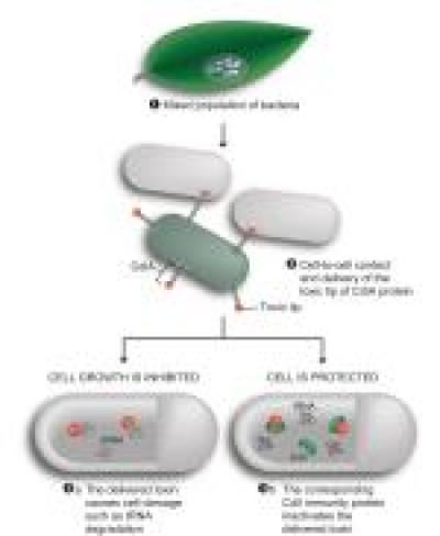 Contact Dependent Growth Inhibition