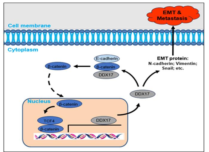 Schematic diagram of DDX17-induced hepatocellular carcinoma metastasis mechanism
